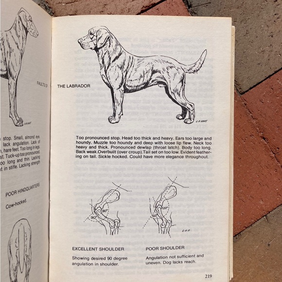 2 Dog Care Female The Labrador Retriever Canine Vintage Black Lab Books Animals - Picture 6 of 14